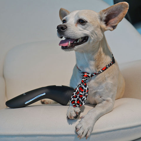 Low level Laser Therapy for Pets