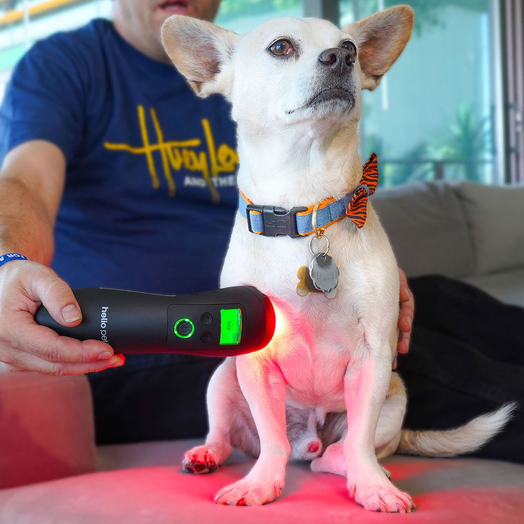 Low level Laser Therapy for Pets