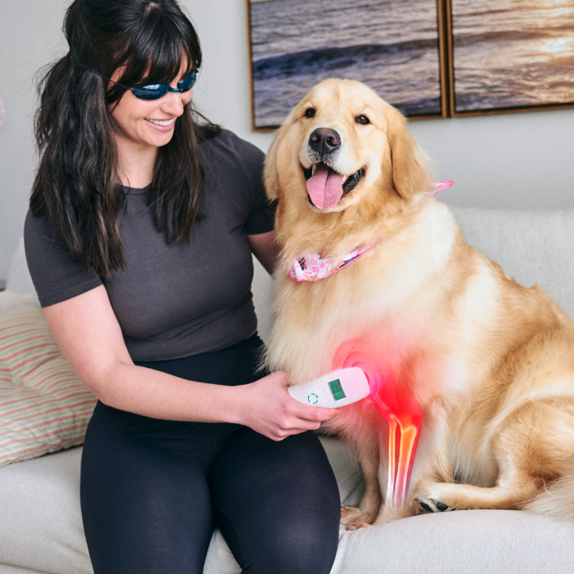 Cold Laser Therapy Device for Pets